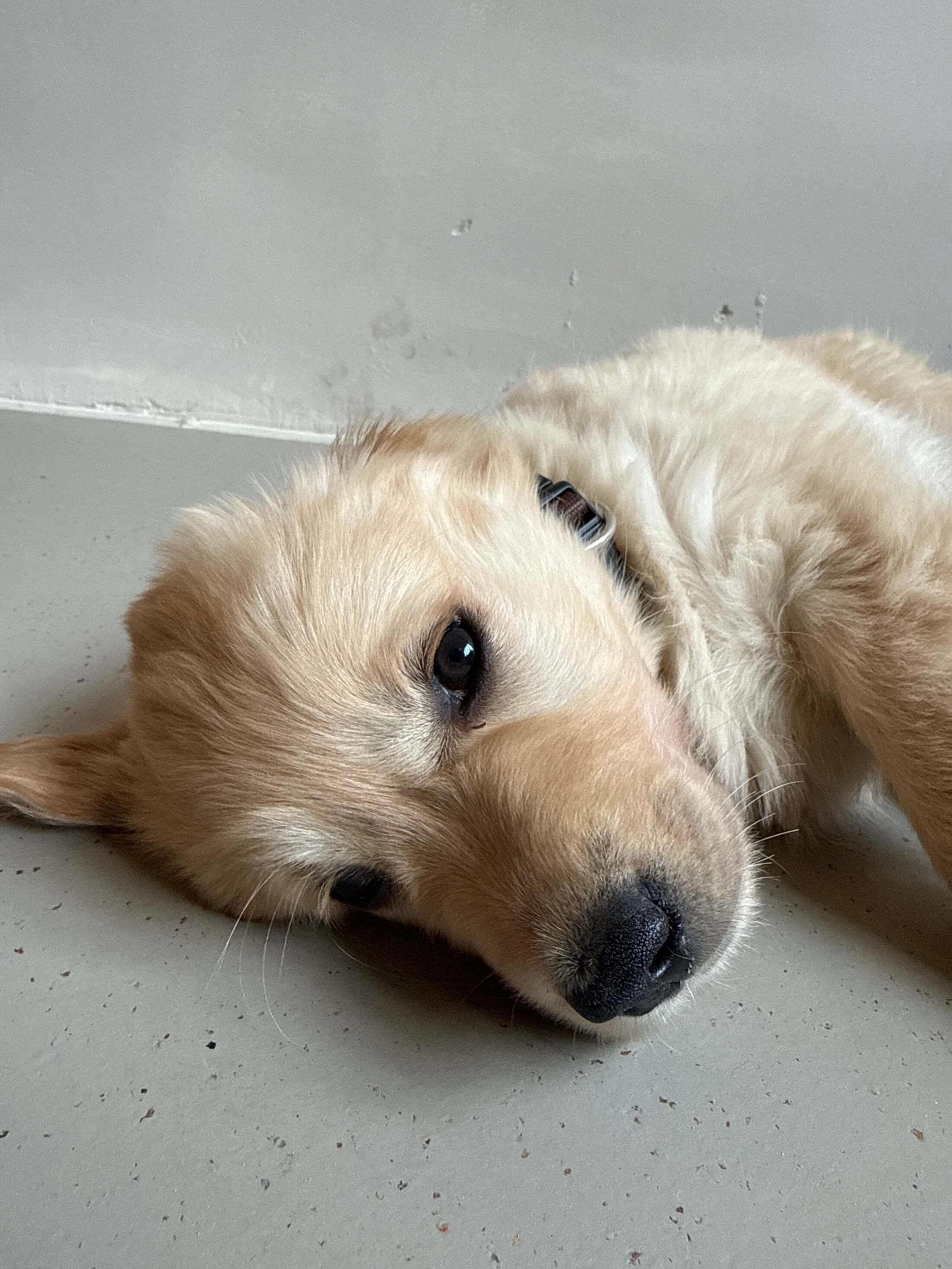 Golden Retriever puppy Ollie lying down sleepily on the floor