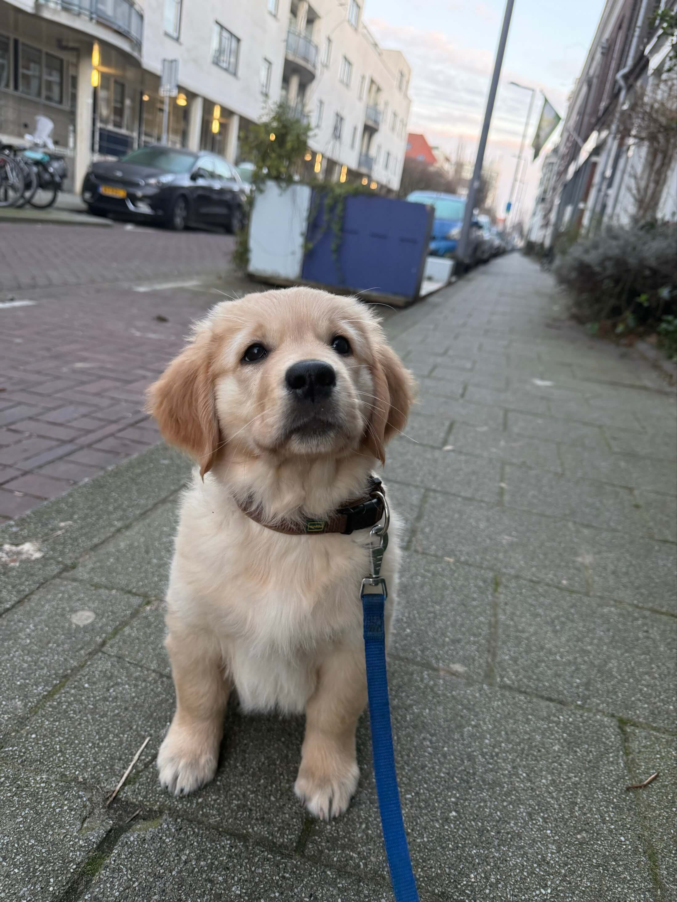 Golden Retriever puppy Ollie sitting on a street in Amsterdam