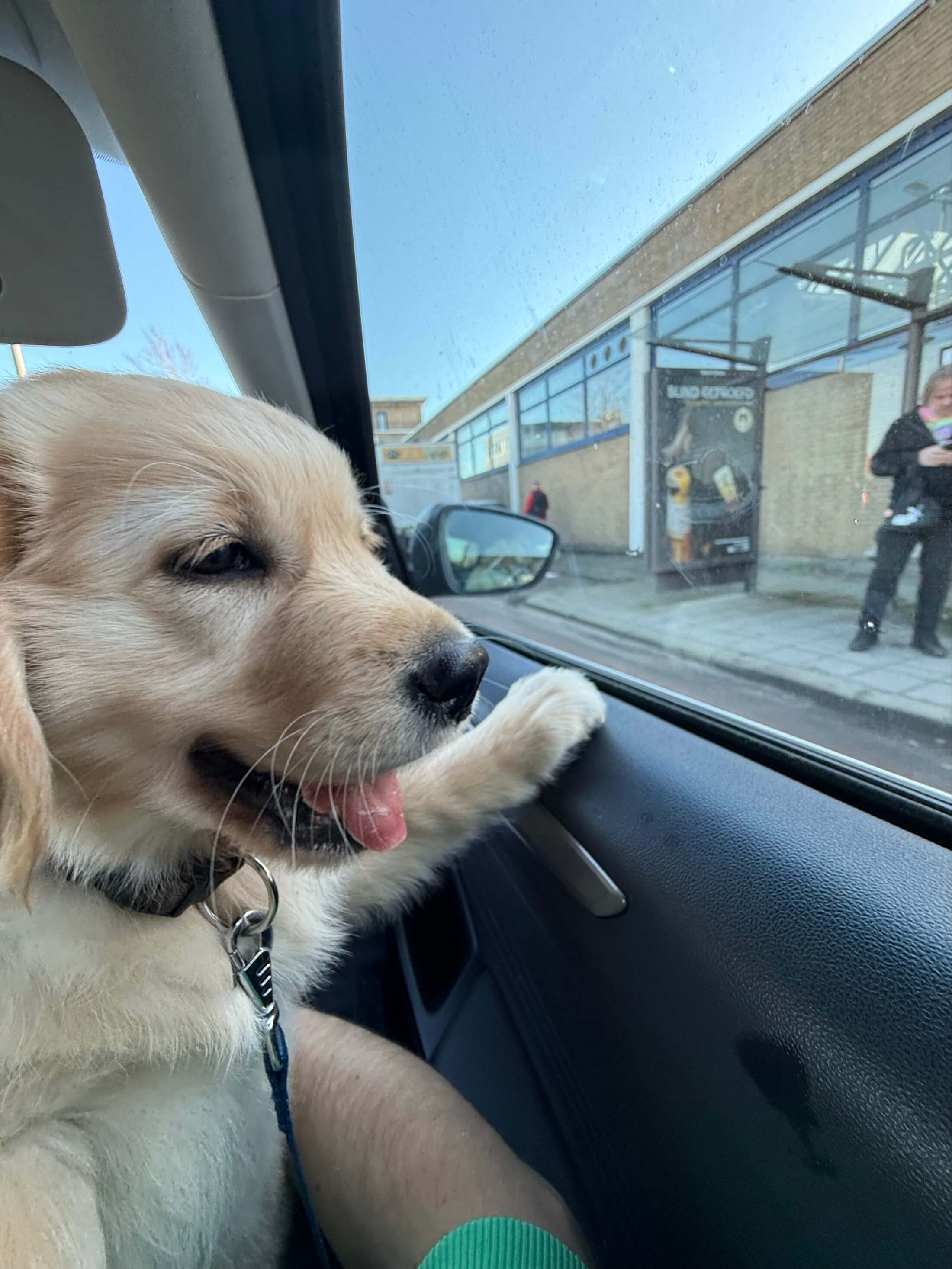 Golden Retriever puppy Ollie looking out the car window on his way home