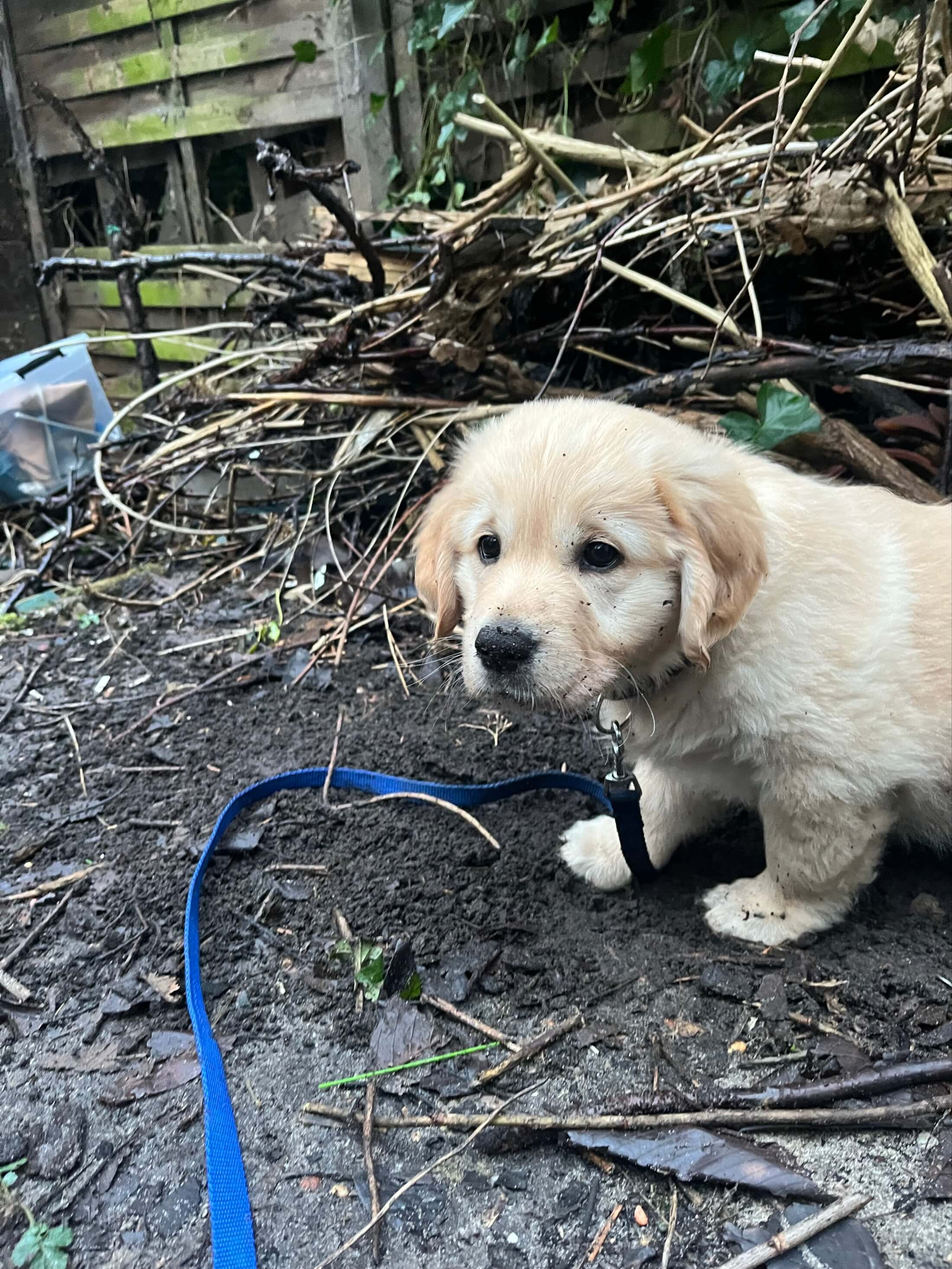 Golden Retriever puppy Ollie outside in the garden during a potty break